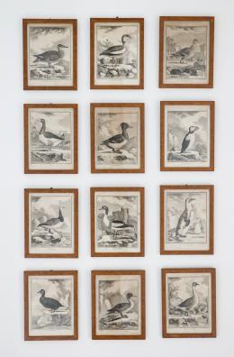 266   -  de séve, Jacques (dibujo).  M. R. Veuve Tardieu (grabador): 12 grabados enmarcados de patos y gansos