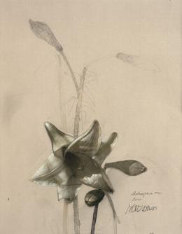 42   -  Estudio para un lirio. 1995. 