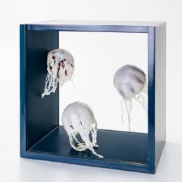 88   -  Medusas. Sandra Bessudo. 