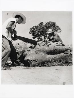 63   -  Leo MatizColombia, 1917 - 1998. Campesinos aserrando, 1948