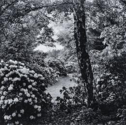 108   -  Joan FontcubertaEspaña, 1955. The Reconstruction of Nature Gruga Park Essen West Germany, 1985