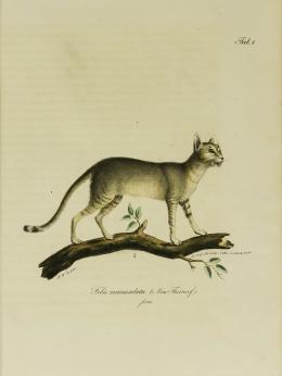 623   -  <span class="object_title">2 grabados alemanes de animales (África)</span>