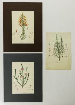 652   -  <span class="object_title">3 grabados botánicos en cobre</span>
