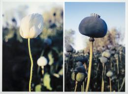 100   -  <p><span class="description">Juan Fernando Herrán. De la serie Papaver Somniferum, 2000 </span></p>