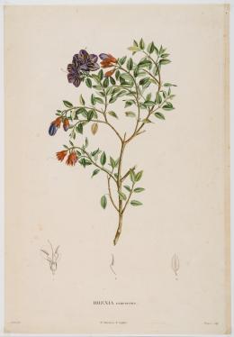 193   -  <span class="object_title">Rhexia canescens [Voyage de Humboldt et Bonpland. Sixième partie, botanique. Nova genera et species plantarum.]</span>