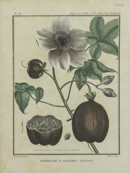 Dos grabados botánicos