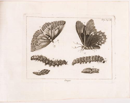  Pluche, Noël Antoine : Espectáculo de la naturaleza ó conversaciones a cerca de las particularidades de la historia natural, que han parecido más a propósito para excitar una curiosidad util y formarles la razón a los jóvenes lectores. Partes I-VIII