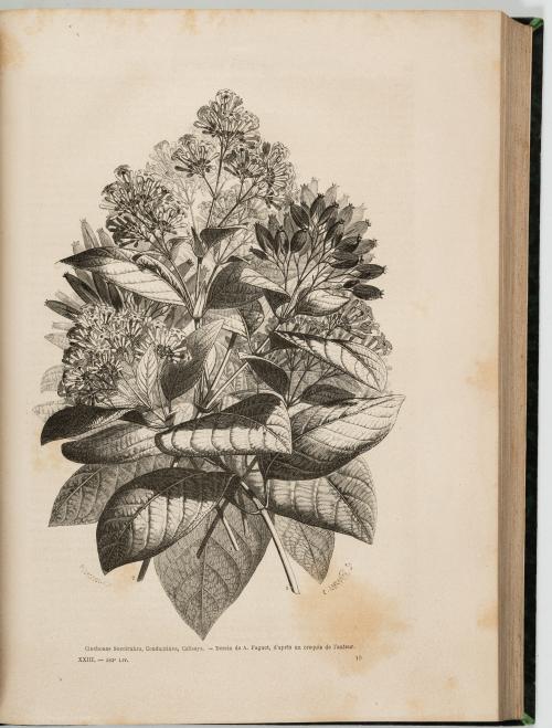 Charton, Édouard : Le tour du Monde. Nouveau journal des vo