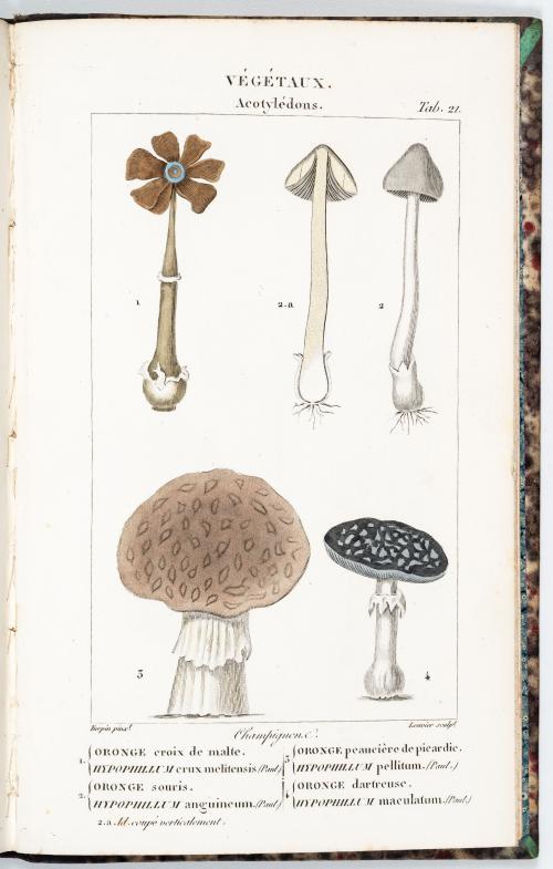 Orfila, Mateo José Buenaventura : Atlas del Traité de médec