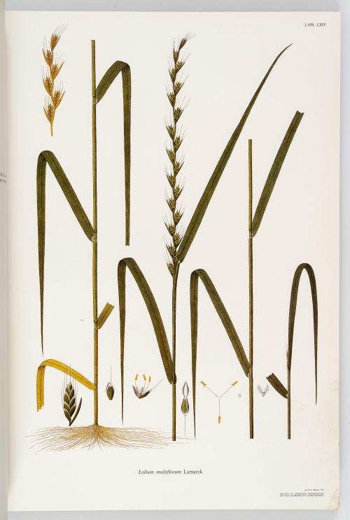 VV.AA. : Flora de la Real Expedición Botánica del Nuevo Rei