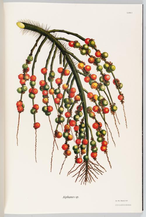 VV.AA. : Flora de la Real Expedición Botánica del Nuevo Rei