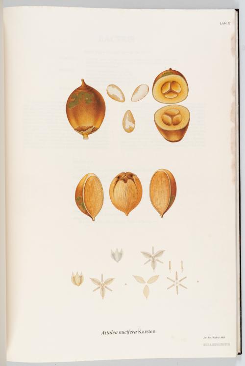 VV.AA. : Flora de la Real Expedición Botánica del Nuevo Rei