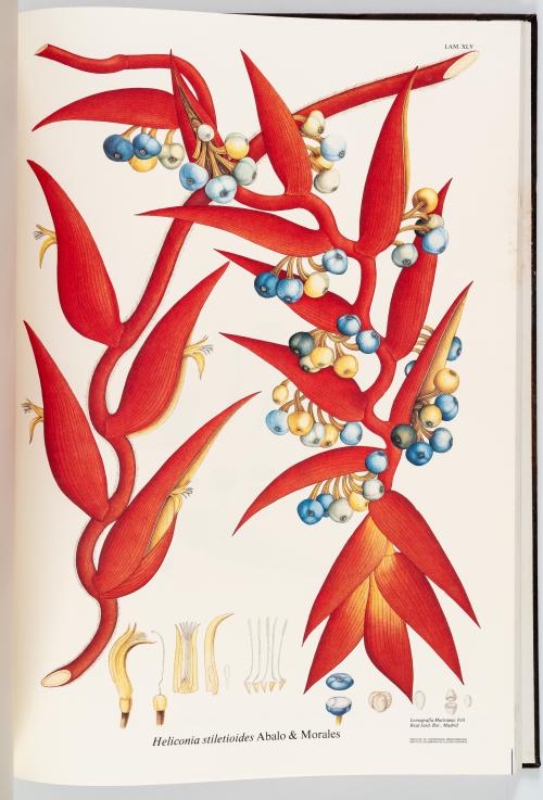 VV.AA. : Flora de la Real Expedición Botánica del Nuevo Rei