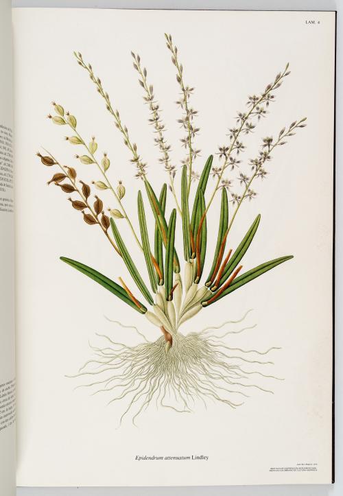 VV.AA. : Flora de la Real Expedición Botánica del Nuevo Rei