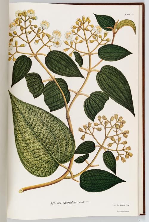 VV.AA. : Flora de la Real Expedición Botánica del Nuevo Rei