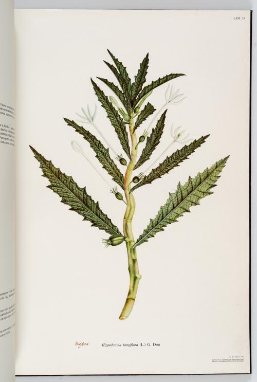 VV.AA. : Flora de la Real Expedición Botánica del Nuevo Rei