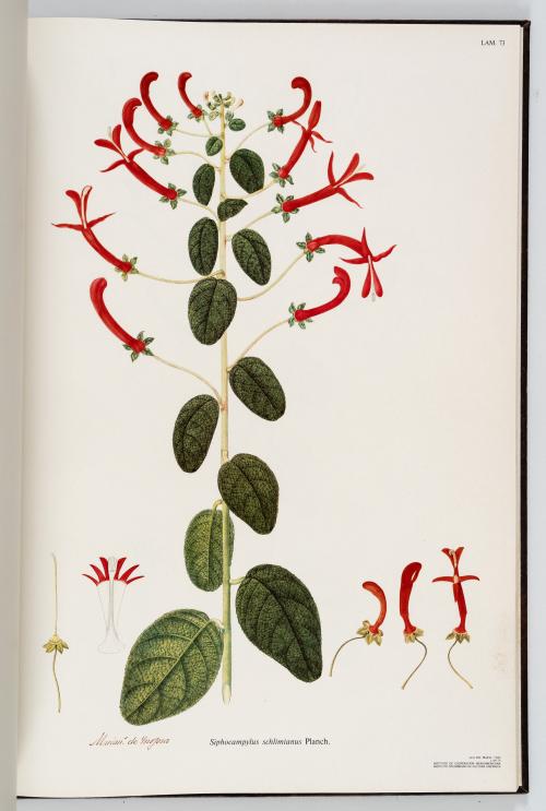 VV.AA. : Flora de la Real Expedición Botánica del Nuevo Rei