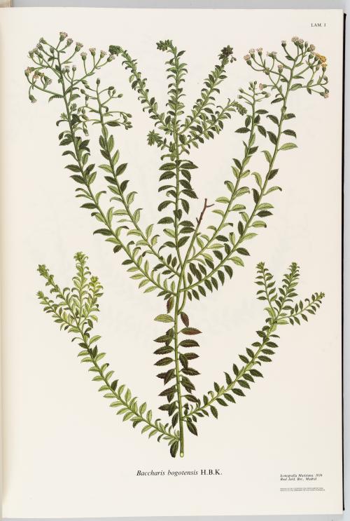 VV.AA. : Flora de la Real Expedición Botánica del Nuevo Rei