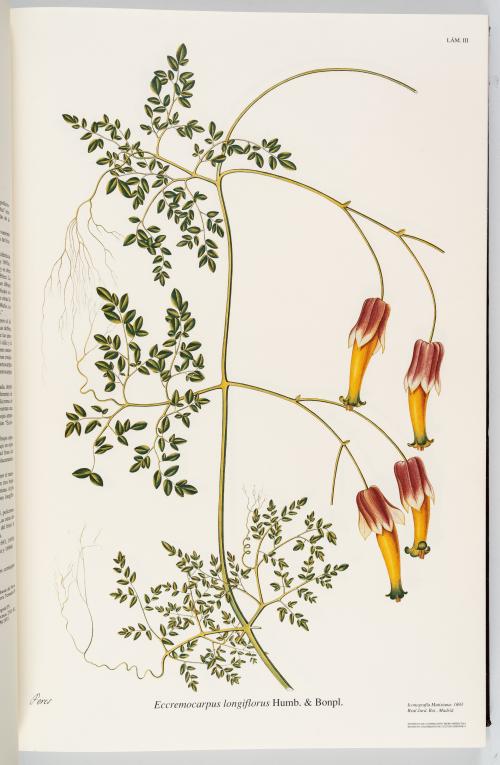 VV.AA. : Flora de la Real Expedición Botánica del Nuevo Rei