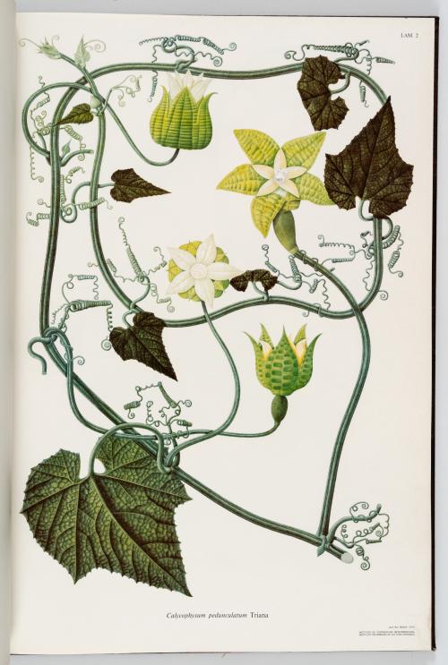 VV.AA. : Flora de la Real Expedición Botánica del Nuevo Rei