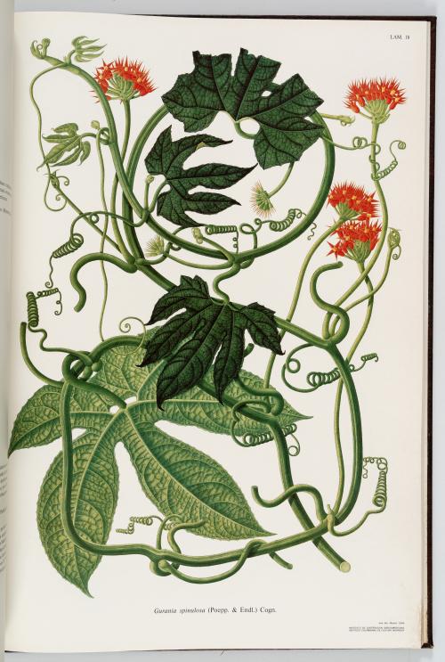 VV.AA. : Flora de la Real Expedición Botánica del Nuevo Rei