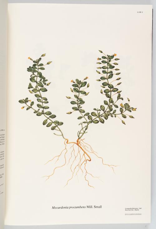 VV.AA. : Flora de la Real Expedición Botánica del Nuevo Rei