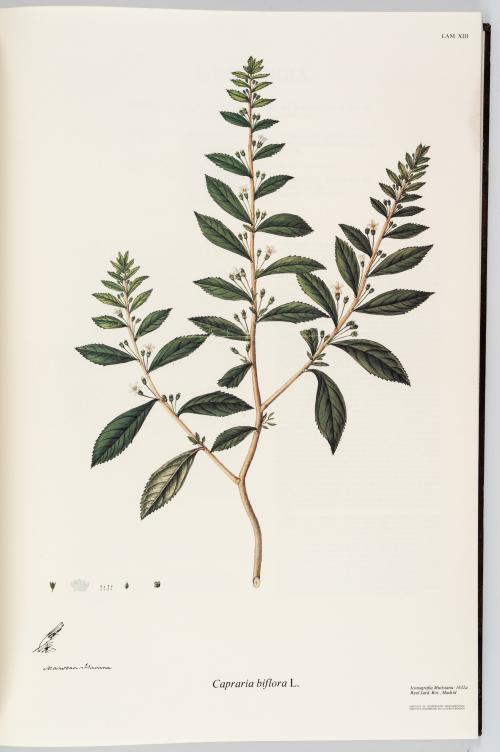 VV.AA. : Flora de la Real Expedición Botánica del Nuevo Rei