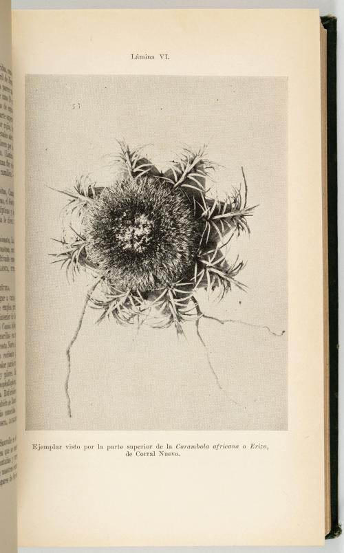 Roig y Mesa, Tomas : [Cuba] Diccionario Botánico de Nombres