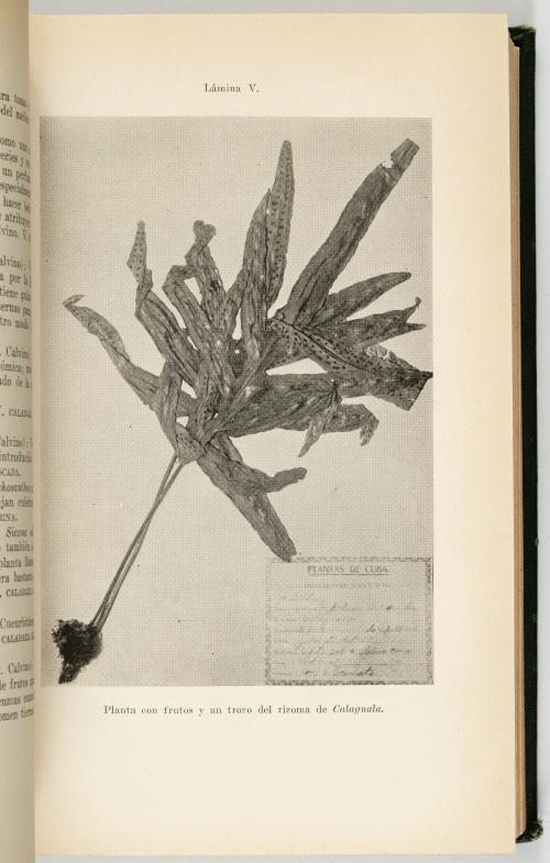 Roig y Mesa, Tomas : [Cuba] Diccionario Botánico de Nombres