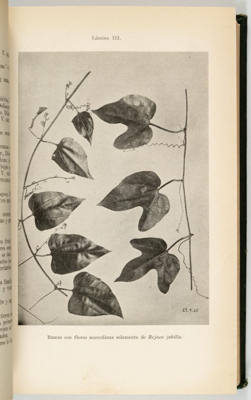 Roig y Mesa, Tomas : [Cuba] Diccionario Botánico de Nombres