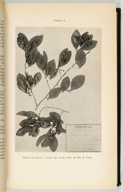 Roig y Mesa, Tomas : [Cuba] Diccionario Botánico de Nombres