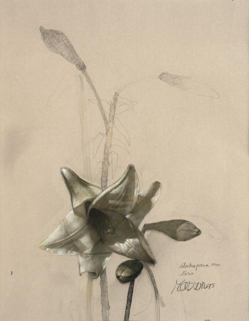 Estudio para un lirio