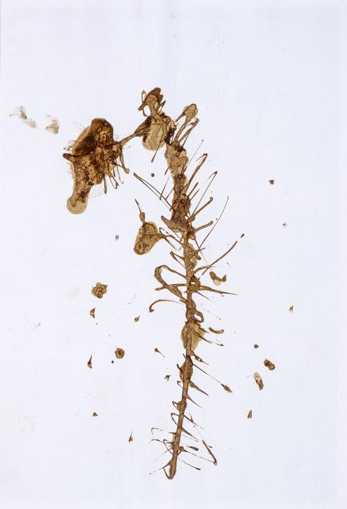 Sin título, del performance Room Services