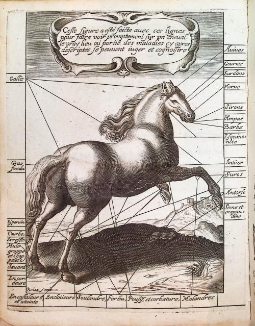 Baret, René, sieur de Rouvray. : Le Traicté des chevaux déd