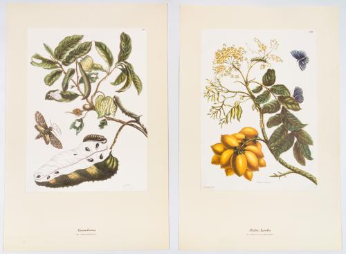 La flora de indias