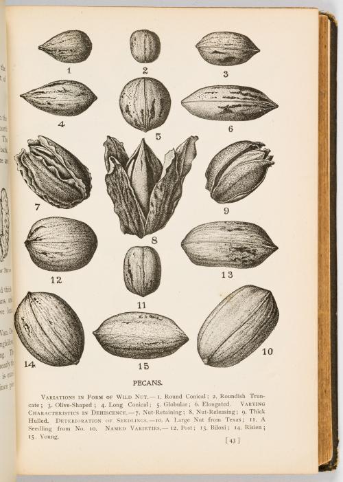 Lambert, Almeda : Guide for nut cookery: together with a br