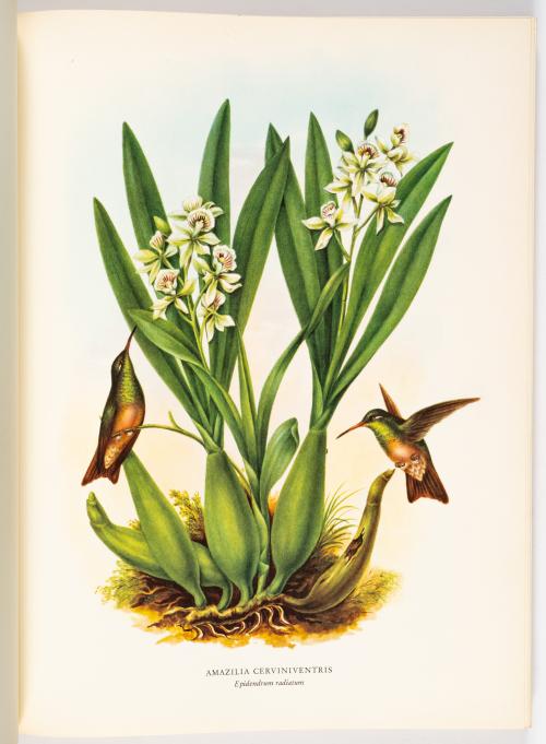 Colección de obras ilustradas de botánica americana