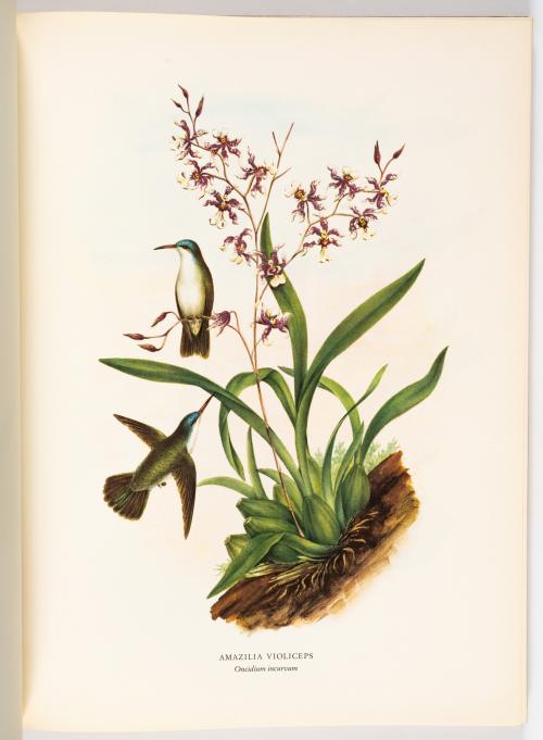 Colección de obras ilustradas de botánica americana