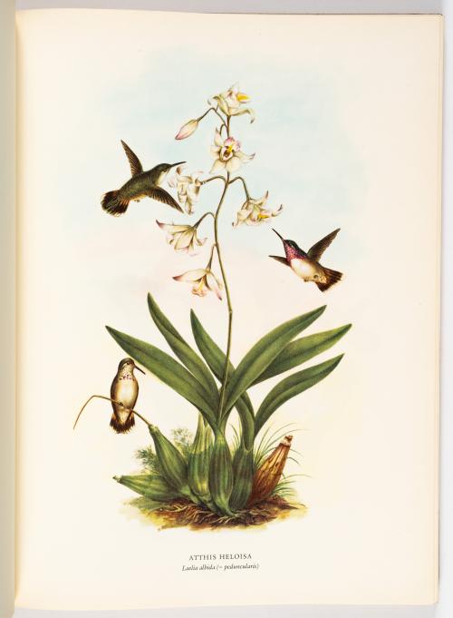 Colección de obras ilustradas de botánica americana