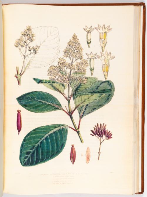 Colección de obras ilustradas de botánica americana