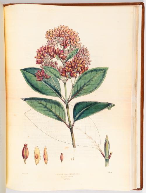 Colección de obras ilustradas de botánica americana
