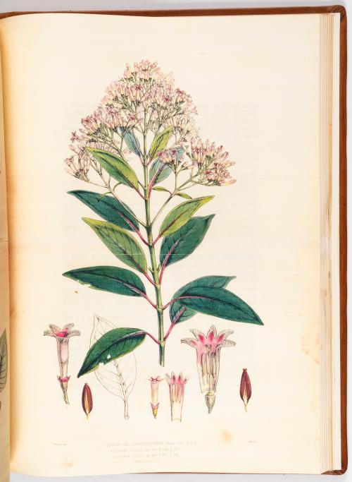 Colección de obras ilustradas de botánica americana