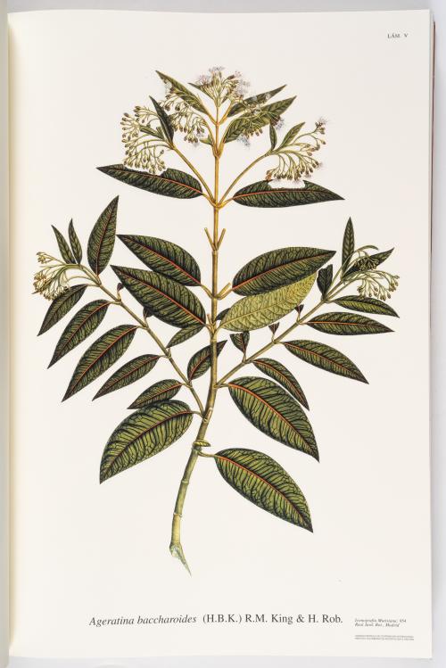 Flora de la Expedición Botánica 