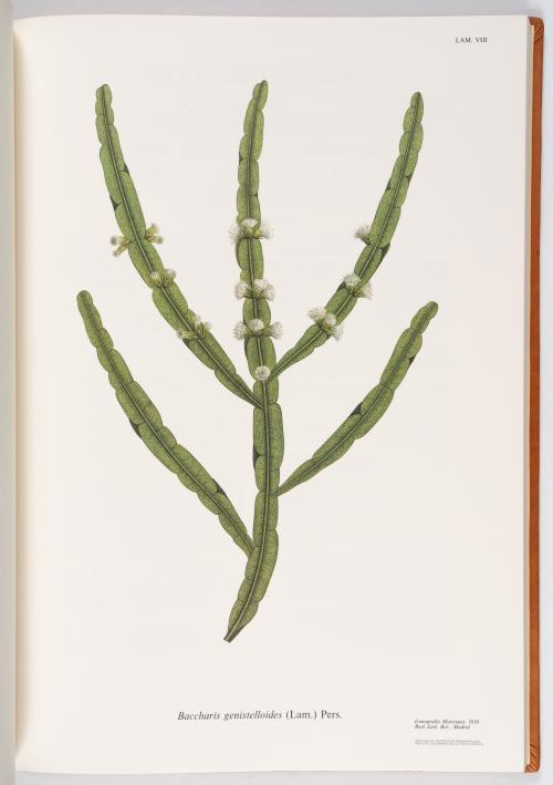 Flora de la Expedición Botánica 
