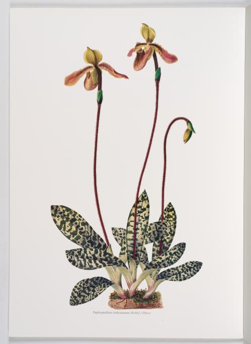 Luer, Carlyle August; Missouri Botanical Garden : Colección