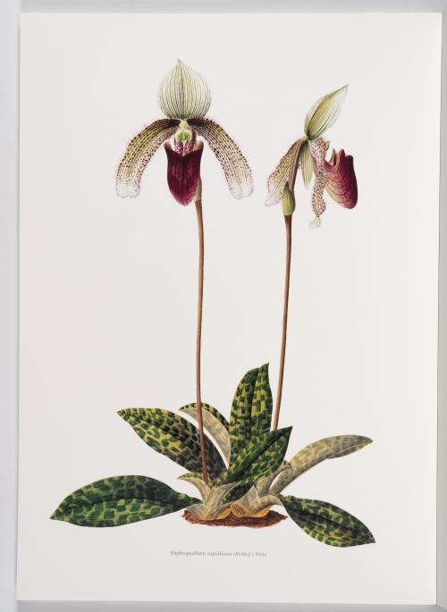 Luer, Carlyle August; Missouri Botanical Garden : Colección