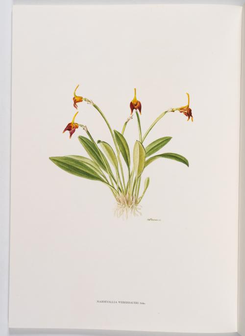 Luer, Carlyle August; Missouri Botanical Garden : Colección