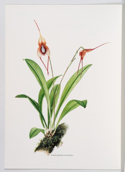 Luer, Carlyle August; Missouri Botanical Garden : Colección