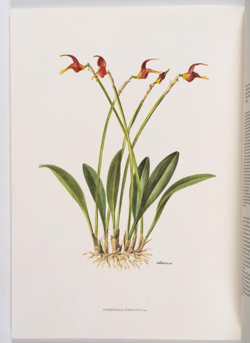 Luer, Carlyle August; Missouri Botanical Garden : Colección