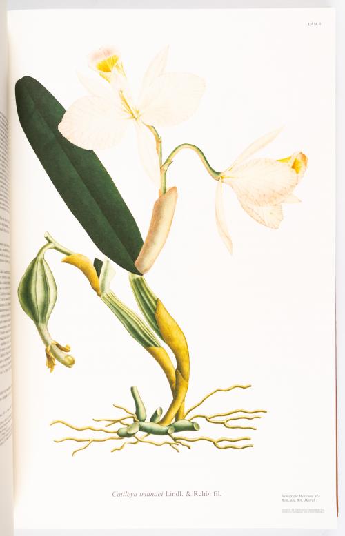 Flora de la Expedición Botánica